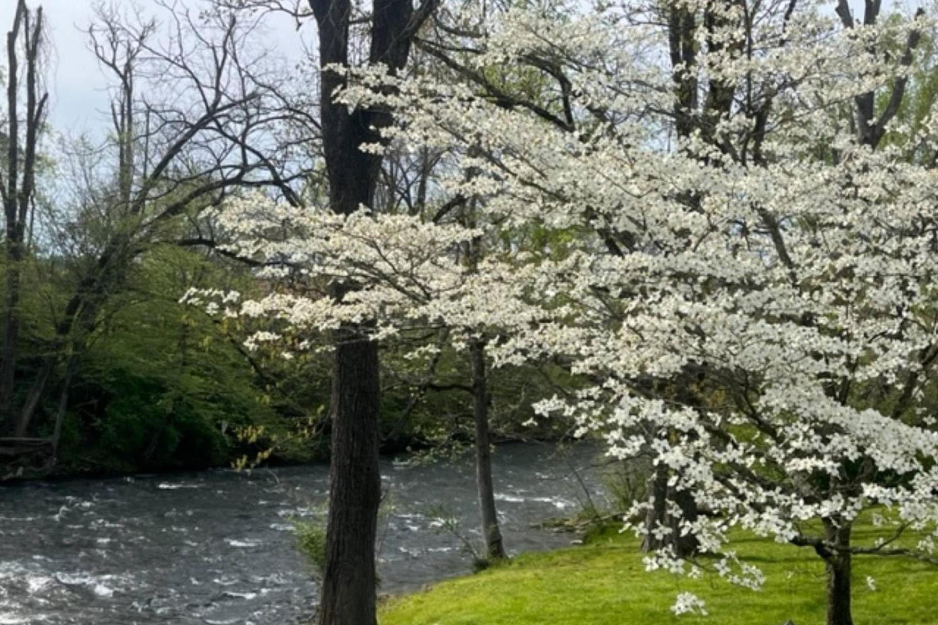 Mill Stream Cottage Pigeon Forge Ngoại thất bức ảnh
