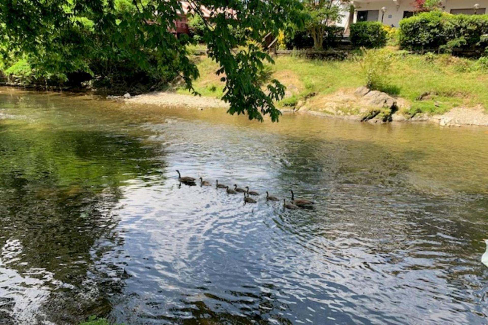Mill Stream Cottage Pigeon Forge Ngoại thất bức ảnh